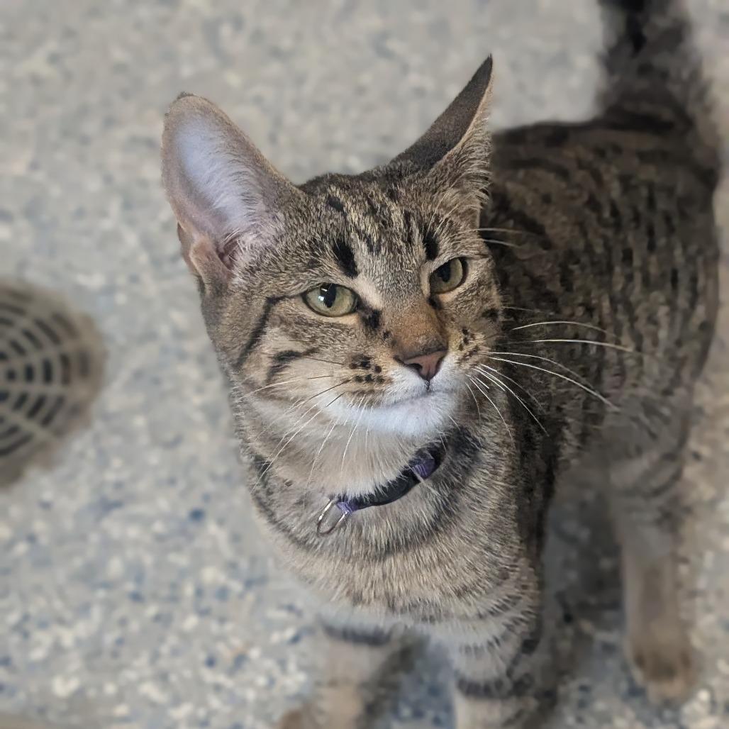 Maxine, Adoptable, Kitten Female Domestic Short Hair.