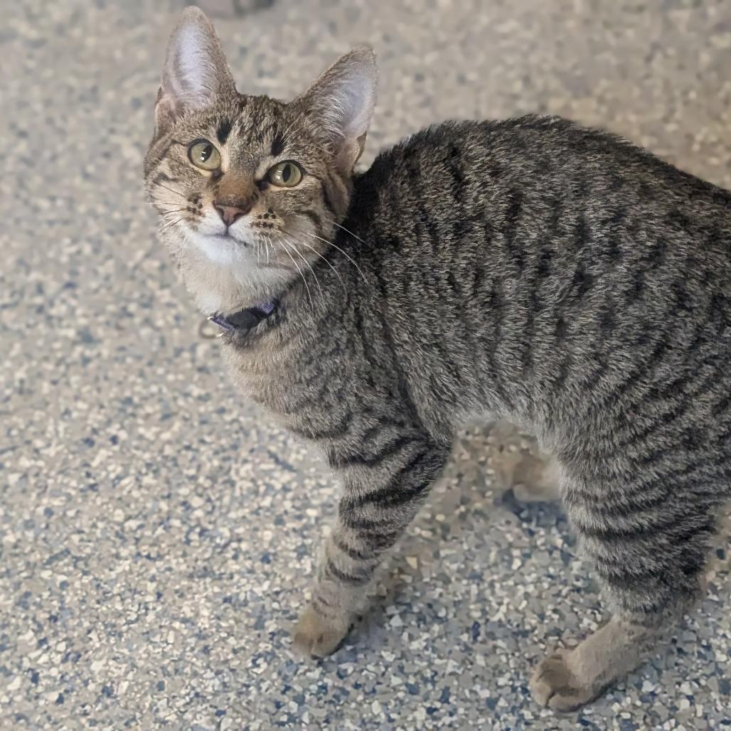 Enlarge Maxine, a Adoptable Domestic Short Hair in Prairie du Chien, WI image 2/3