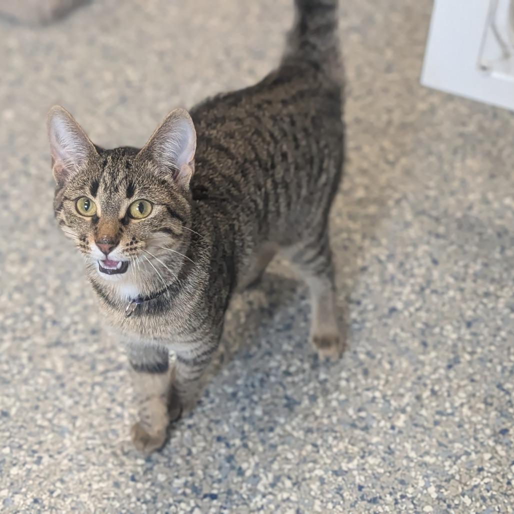 Enlarge Maxine, a Adoptable Domestic Short Hair in Prairie du Chien, WI image 3/3