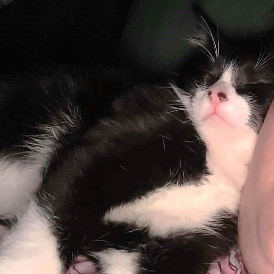 Nandor, Adoptable, Young Male Domestic Short Hair.