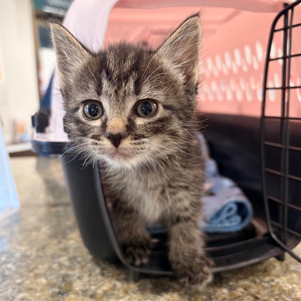 Jack Jack, a Adoptable Domestic Short Hair in Spokane, WA image 1/3