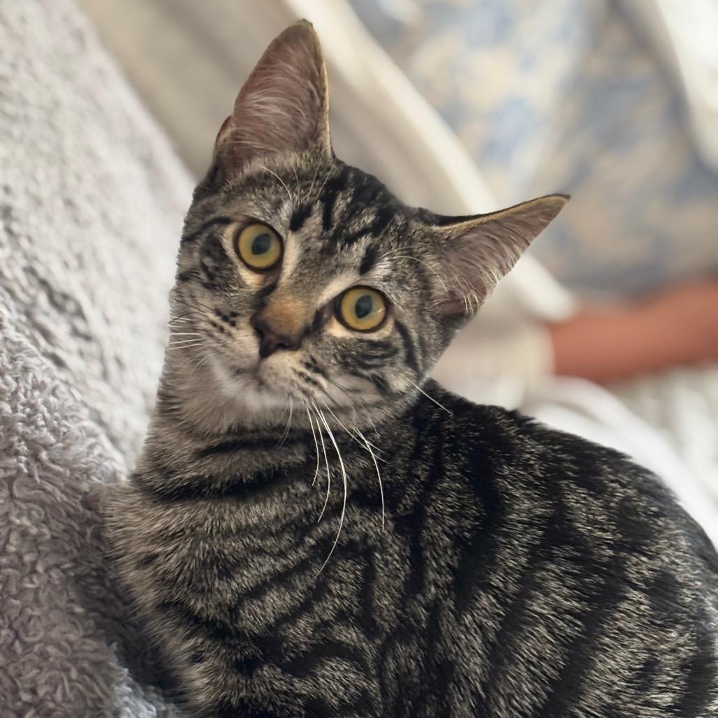 Enlarge Jack Jack, a Adoptable Domestic Short Hair in Spokane, WA image 2/6