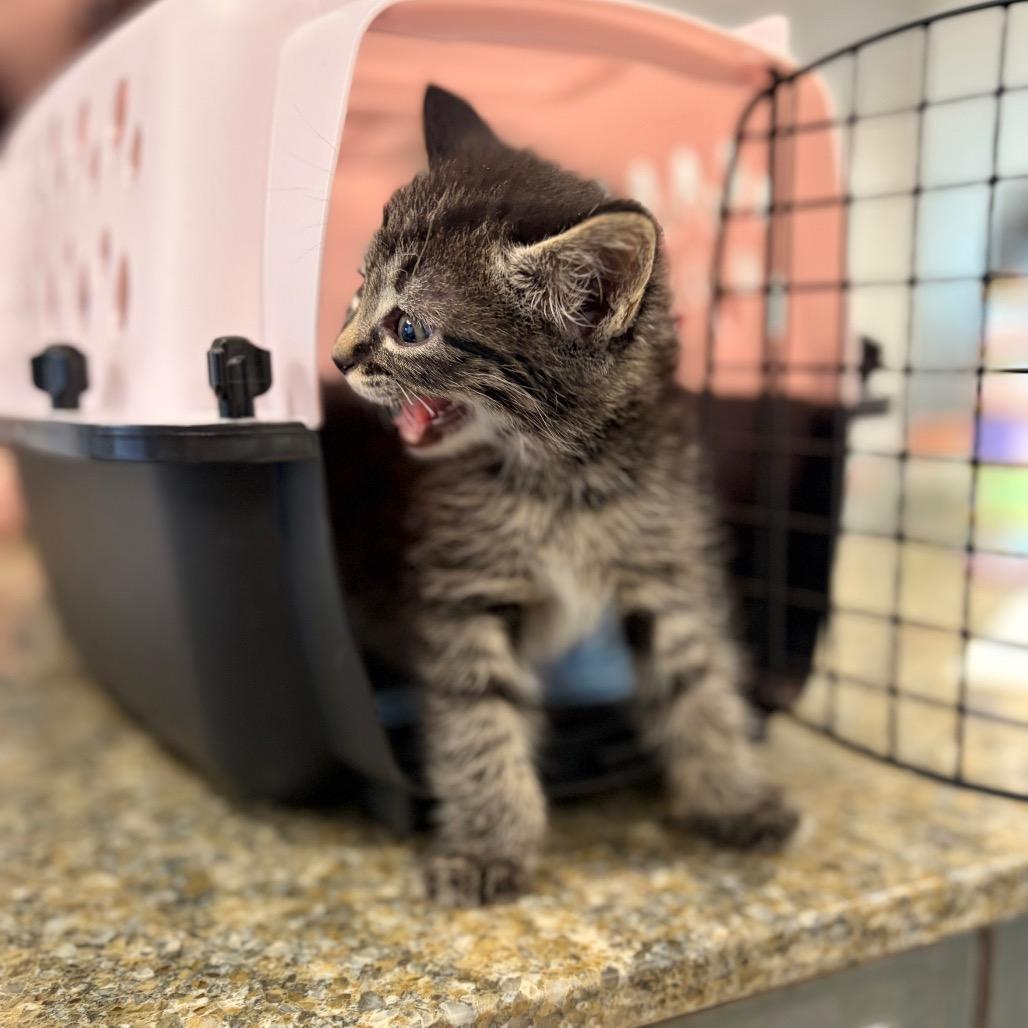Jack Jack, a Adoptable Domestic Short Hair in Spokane, WA image 2/3