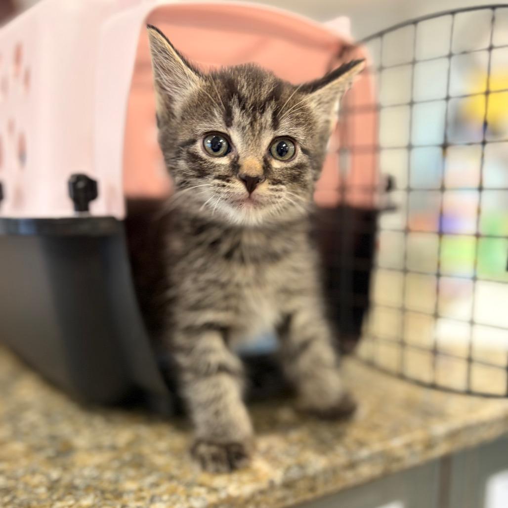 Jack Jack, a Adoptable Domestic Short Hair in Spokane, WA image 3/3