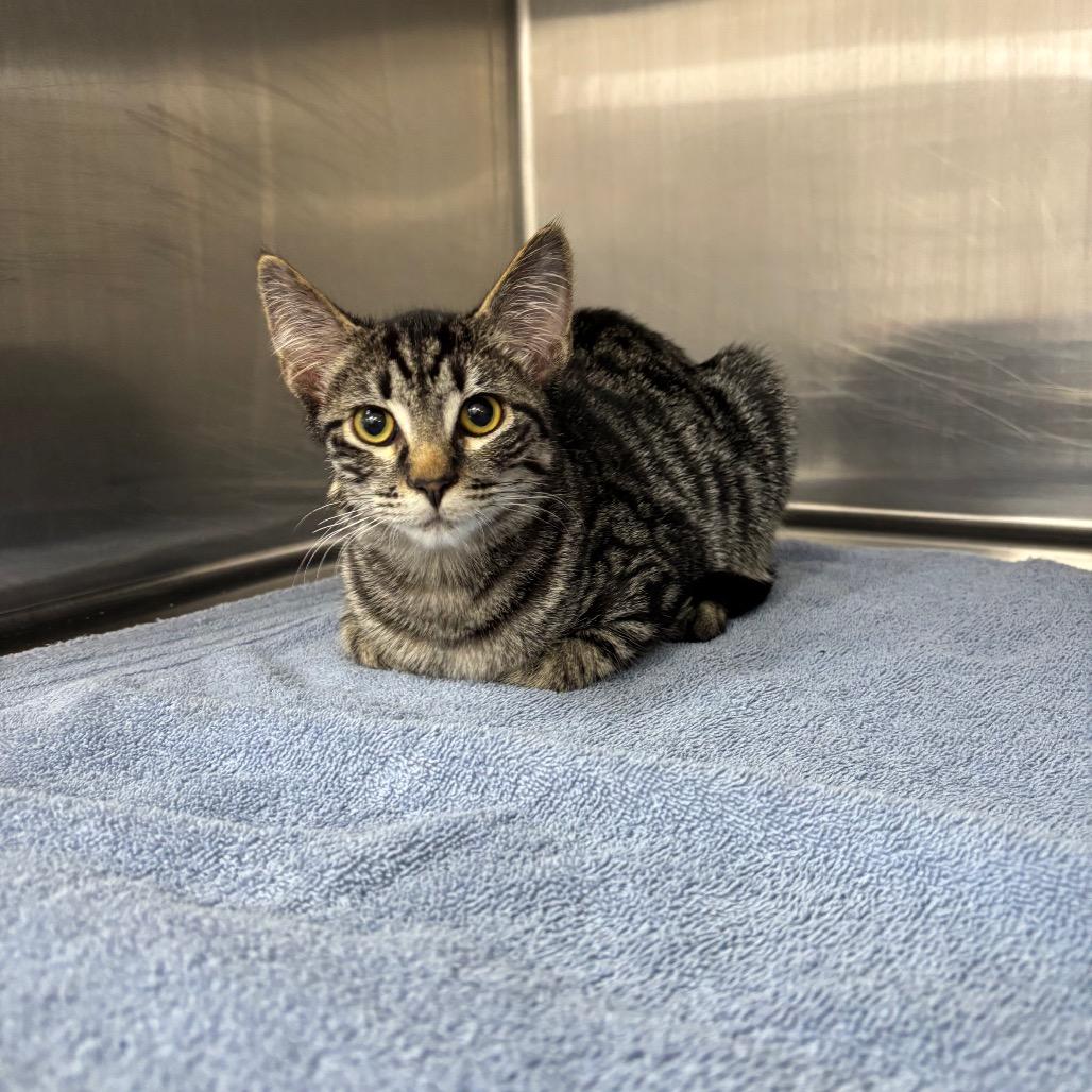 Enlarge Jack Jack, a Adoptable Domestic Short Hair in Spokane, WA image 5/6
