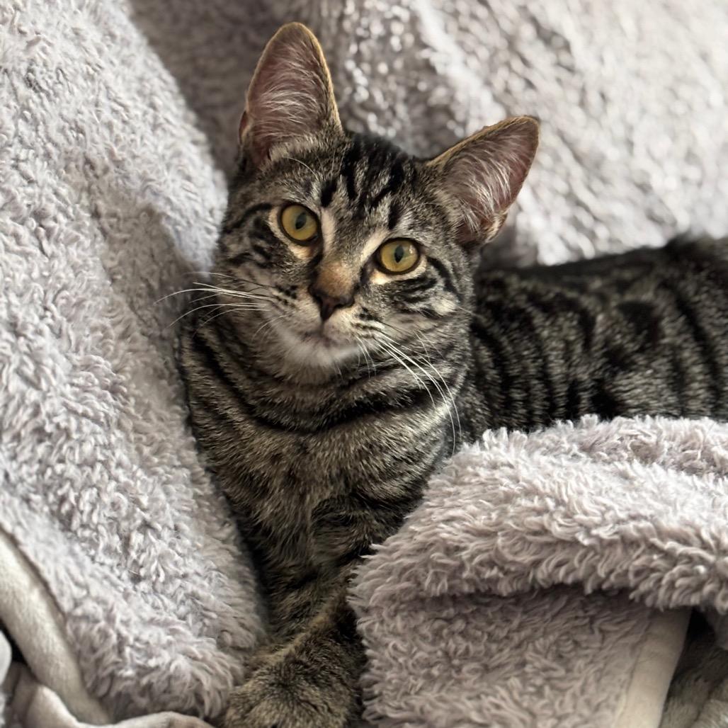 Enlarge Jack Jack, a Adoptable Domestic Short Hair in Spokane, WA image 6/6