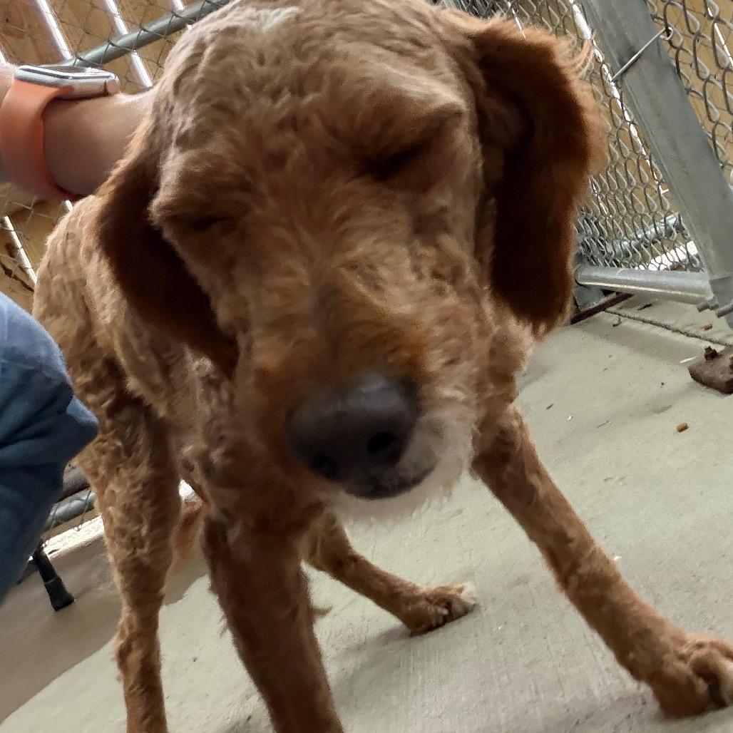 Spring, Adoptable, Adult Female Goldendoodle.