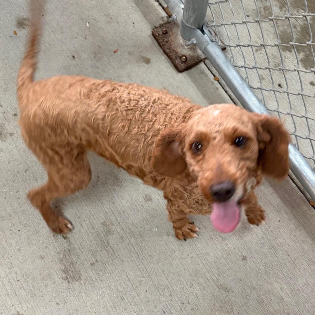 Enlarge Spring, a Adoptable Goldendoodle in Delaware, OH image 2/2