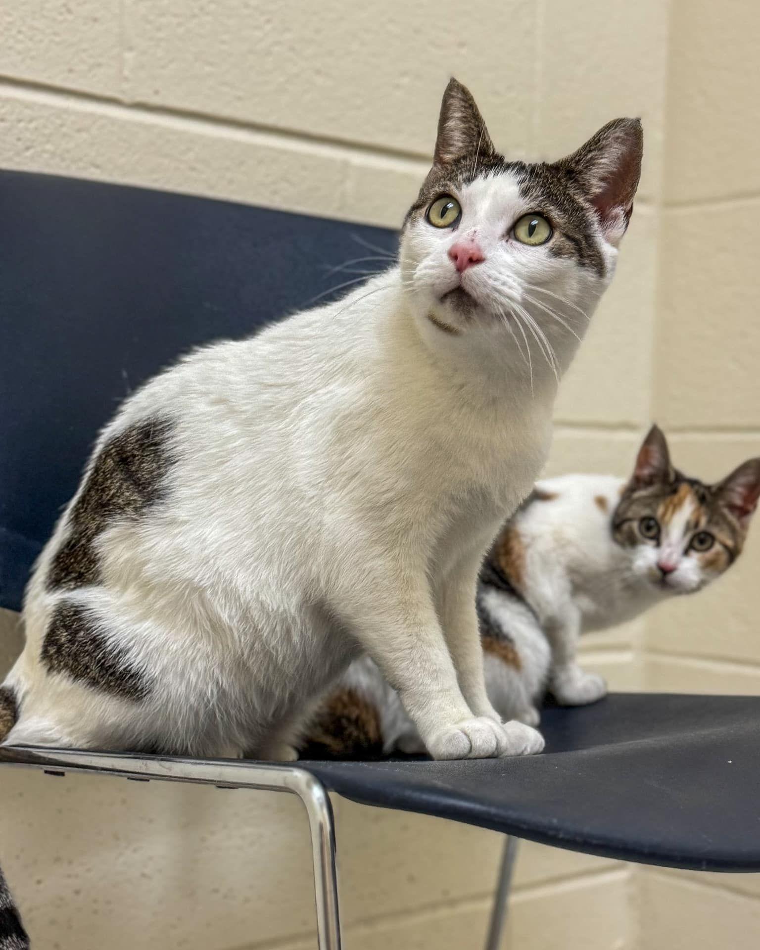 Athena, a Adoptable Domestic Short Hair in Fremont, MI image 1/2