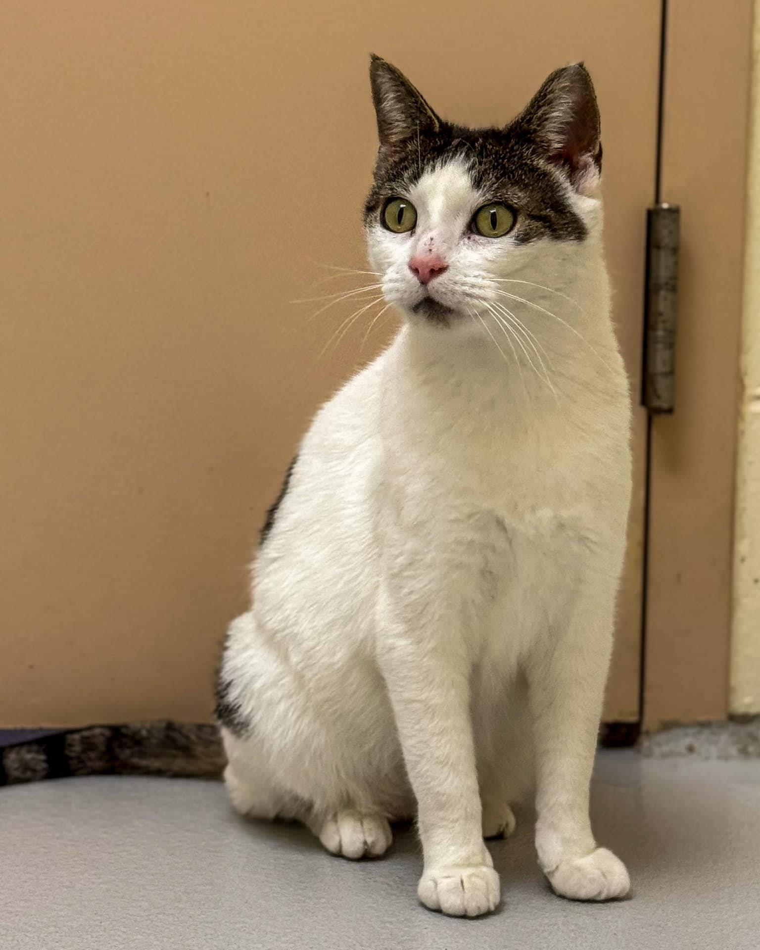 Athena, a Adoptable Domestic Short Hair in Fremont, MI image 2/2