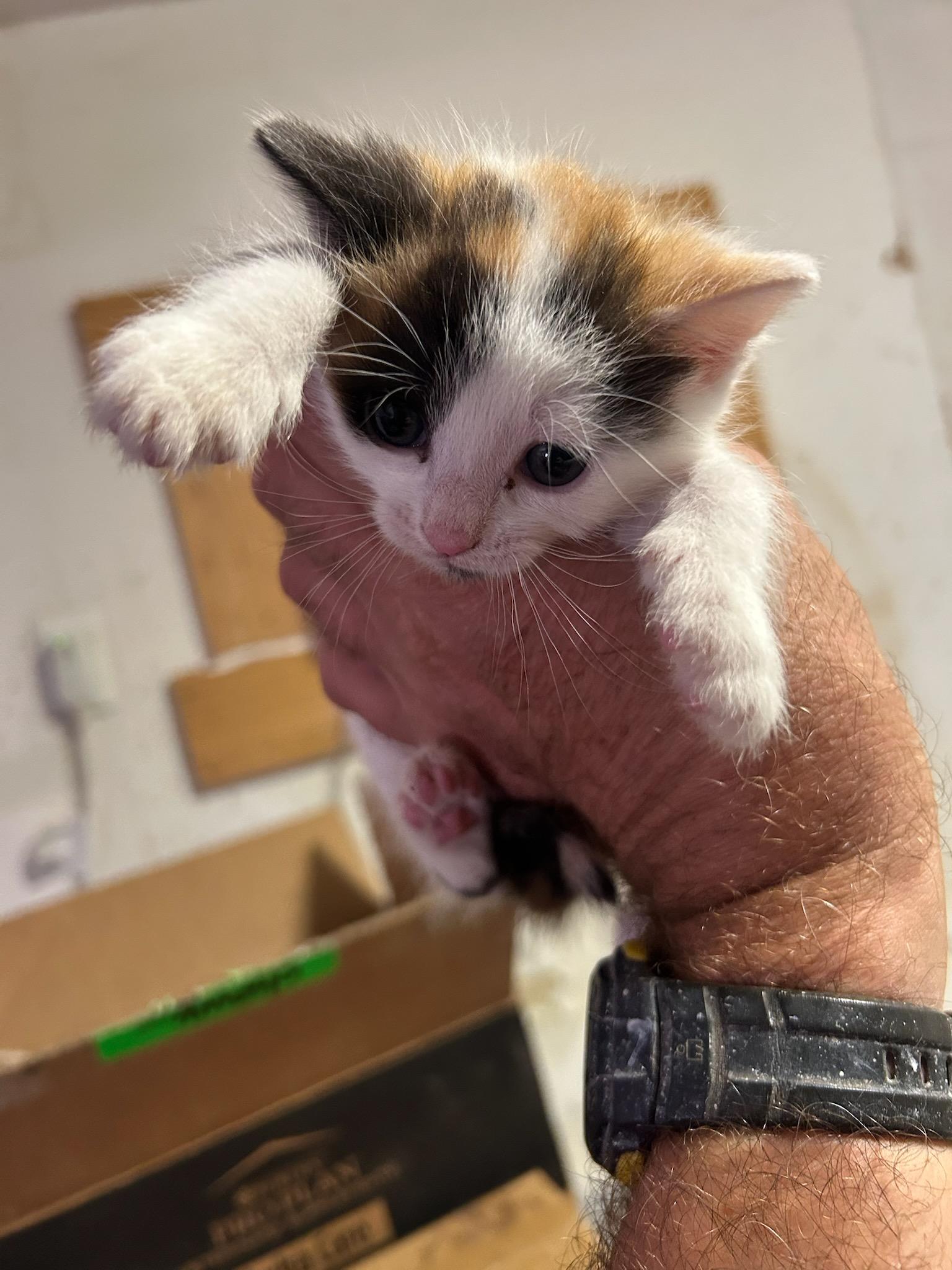 SheBang, an adopted mixed breed in Spring, TX image 5/6