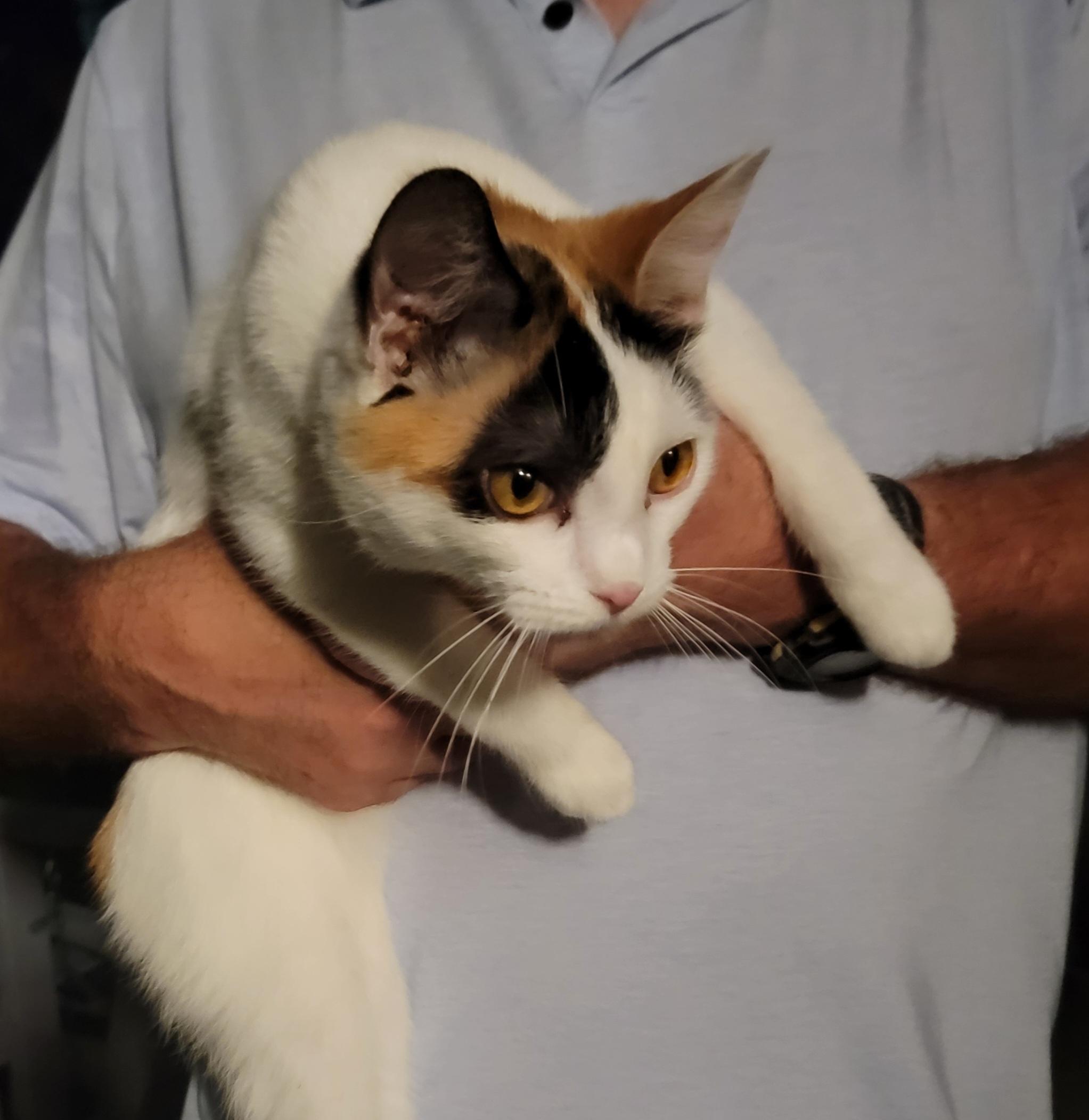 SheBang, an adopted mixed breed in Spring, TX image 3/6