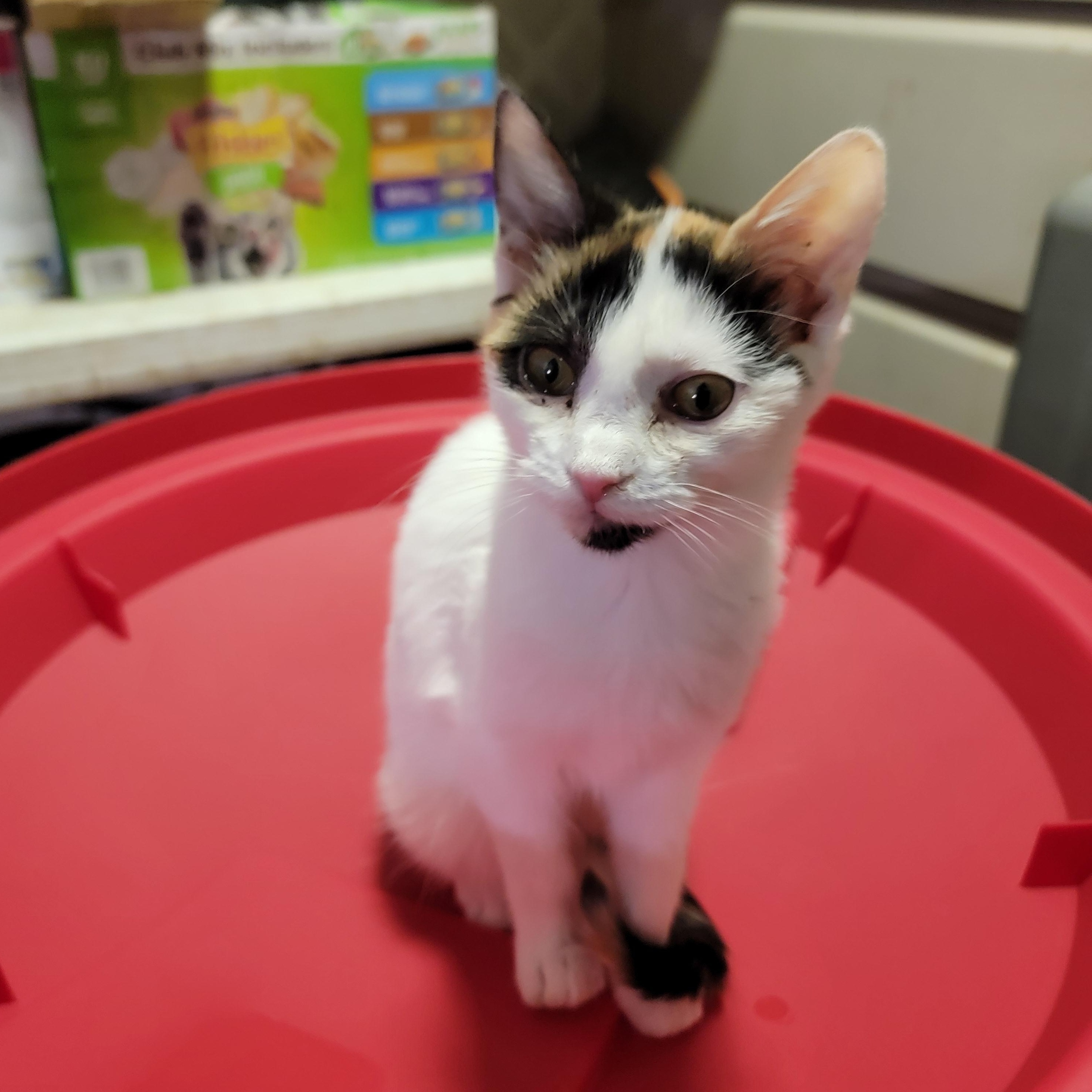 SheBang, an adopted mixed breed in Spring, TX image 2/6