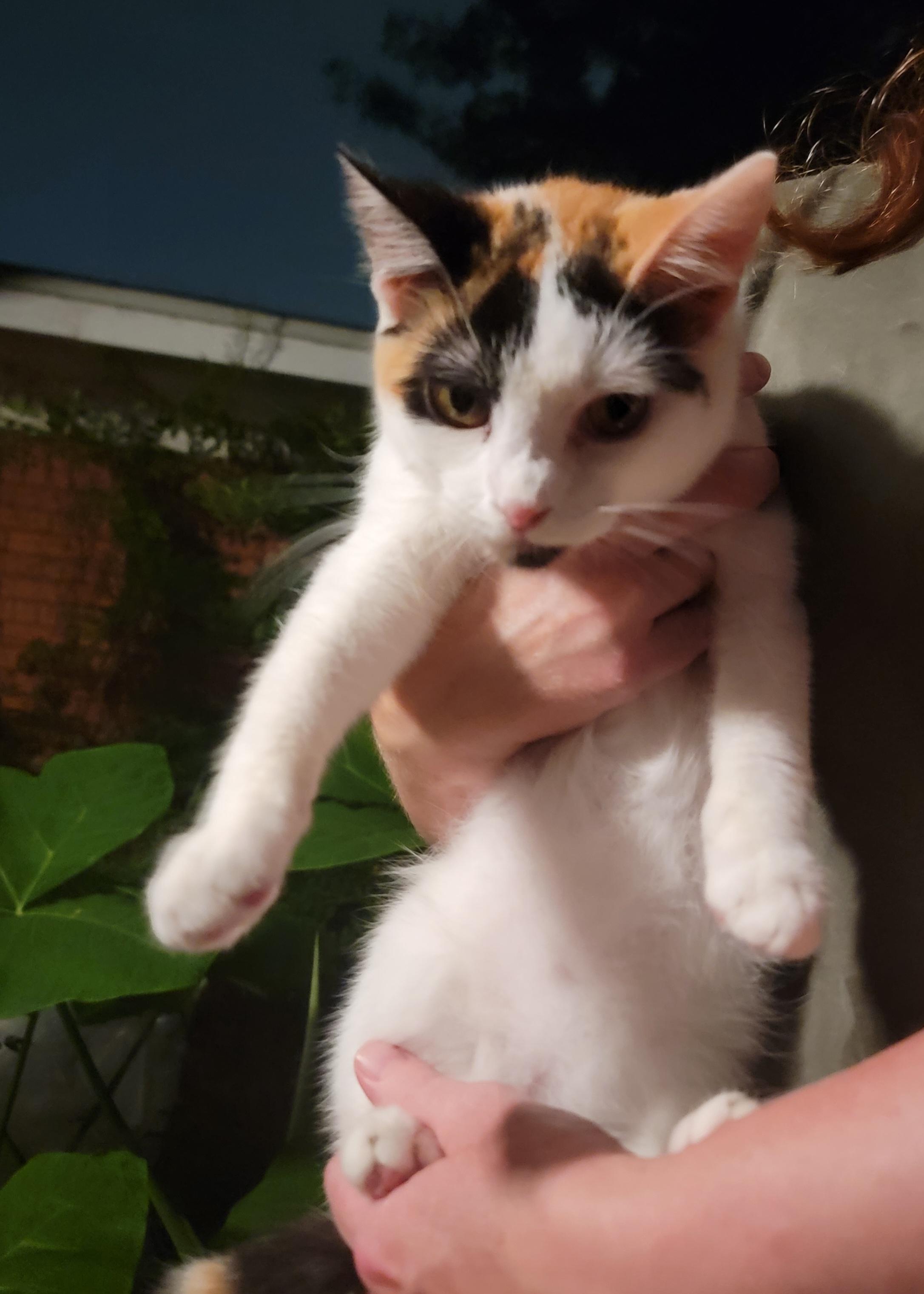 SheBang, an adopted mixed breed in Spring, TX image 6/6
