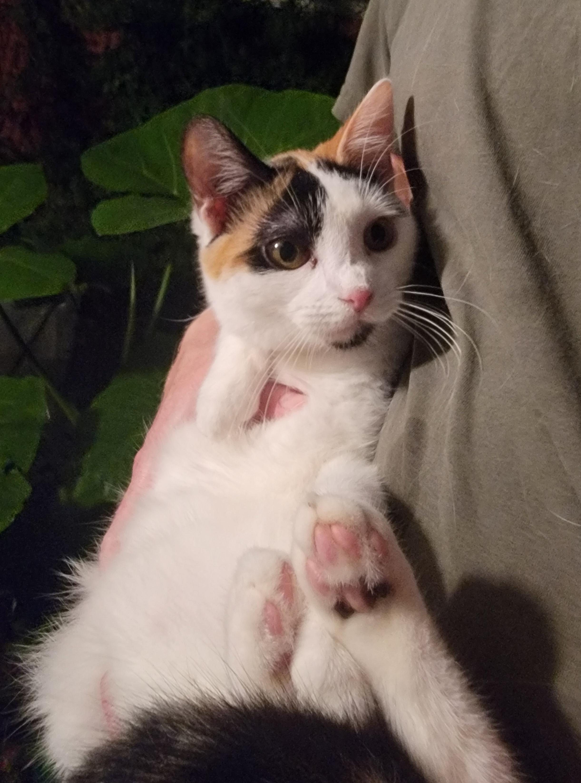 SheBang, an adopted mixed breed in Spring, TX image 1/6