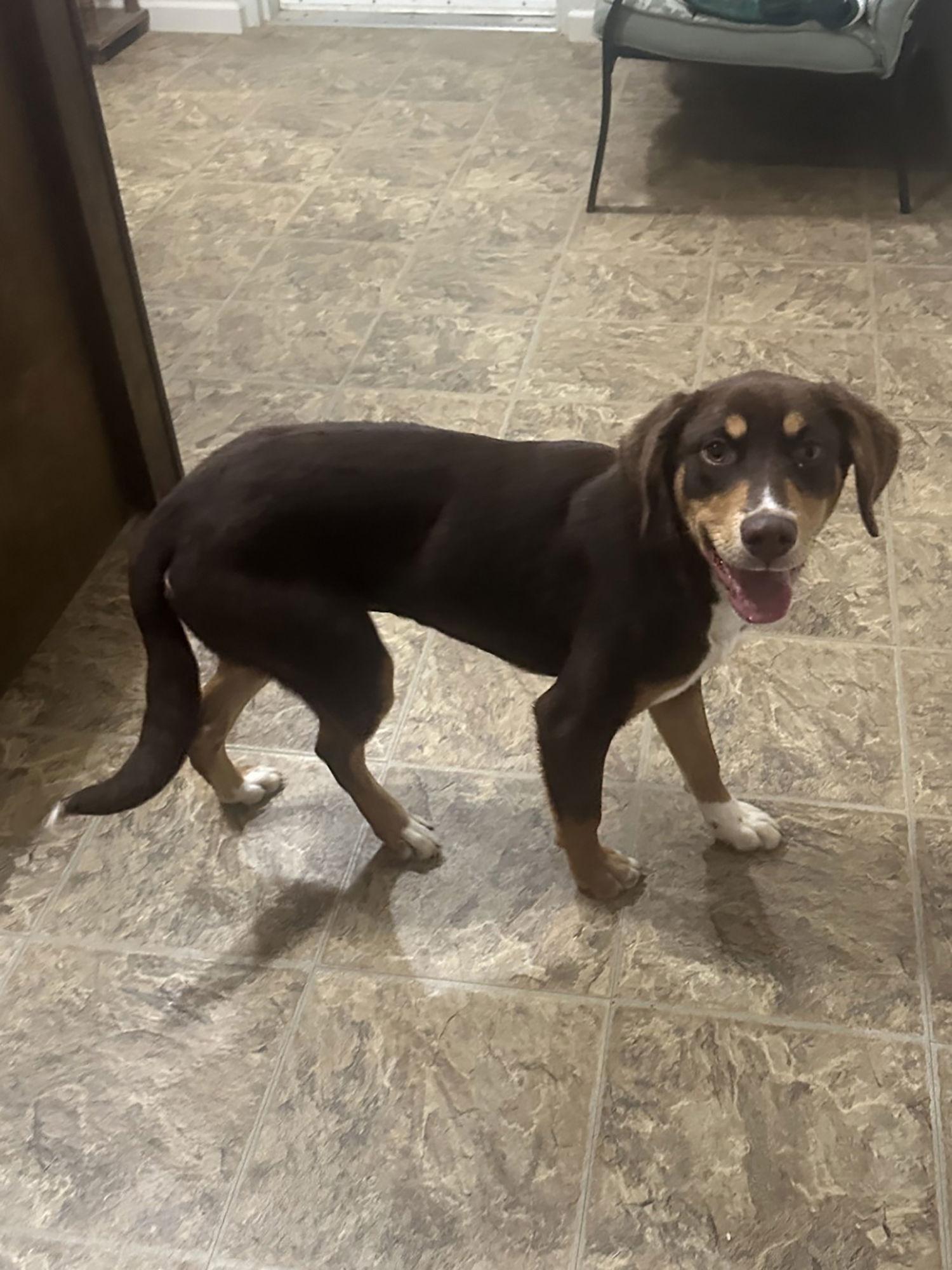 Mocha, Adoptable, Young Female Mixed Breed.