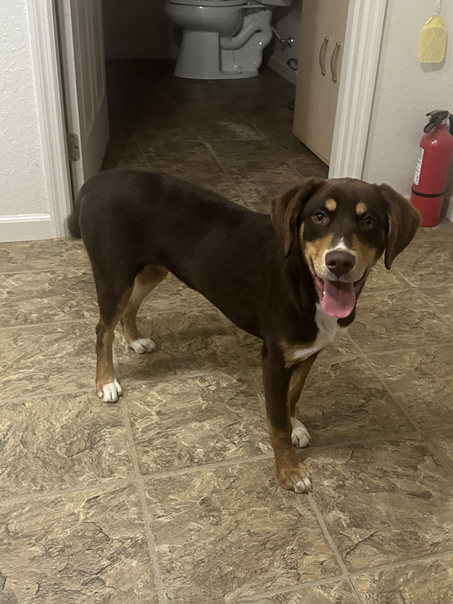 Mocha, a Adoptable Mixed Breed in Eastman, GA image 2/3