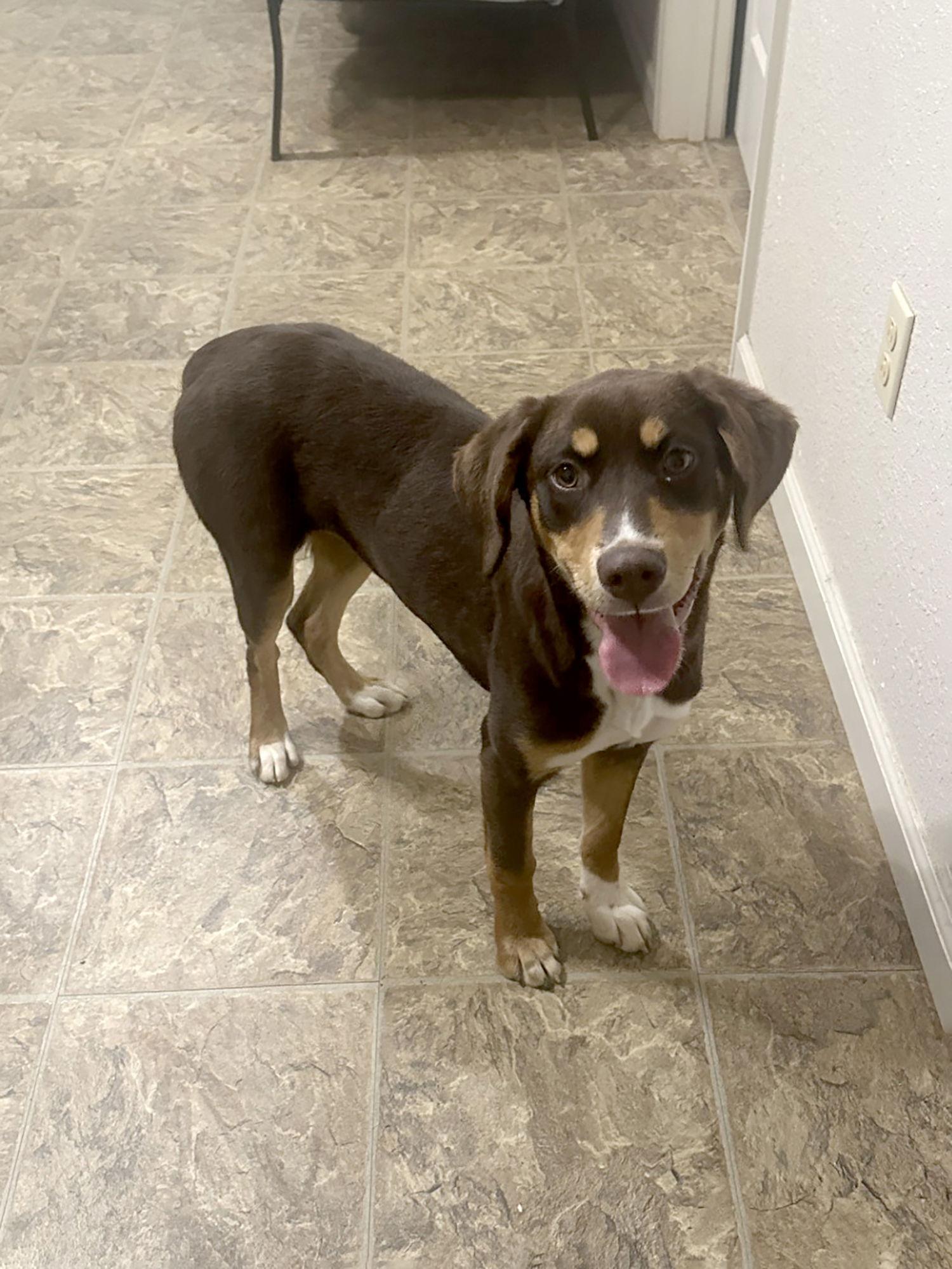 Mocha, a Adoptable Mixed Breed in Eastman, GA image 3/3