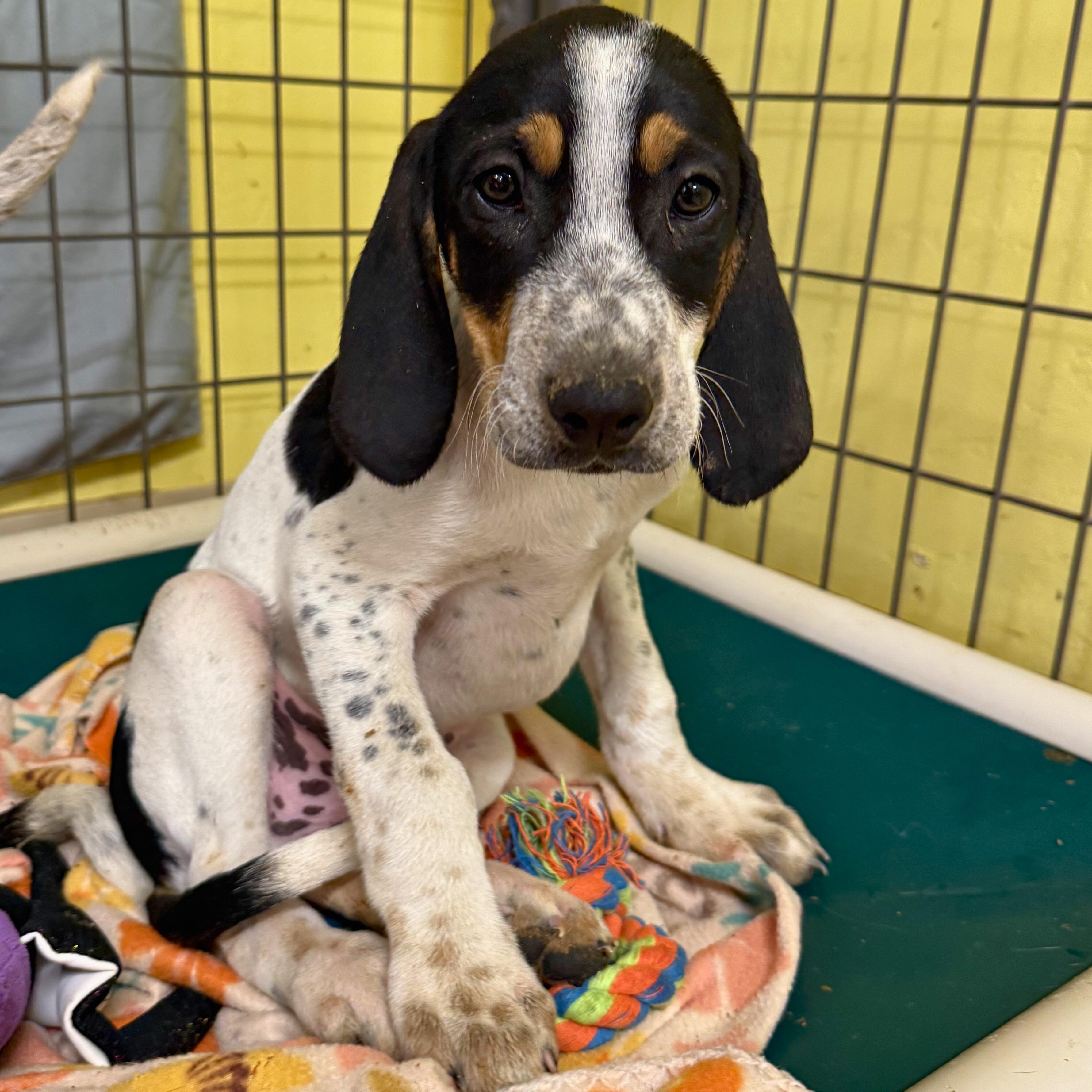 Sparrow, adopted, Puppy Male Bluetick Coonhound & Treeing Walker Coonhound.