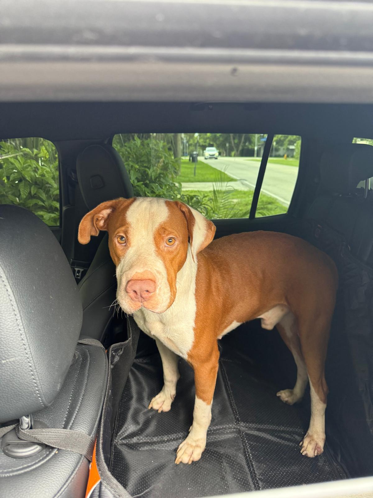 Rocco, Adopted, Young Male Bulldog.