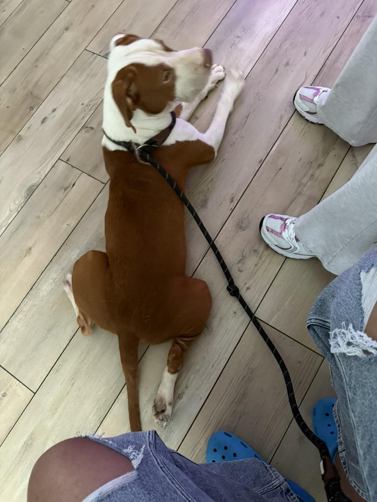 Enlarge Rocco, a Adopted Bulldog in fort lauderdale, FL image 2/4