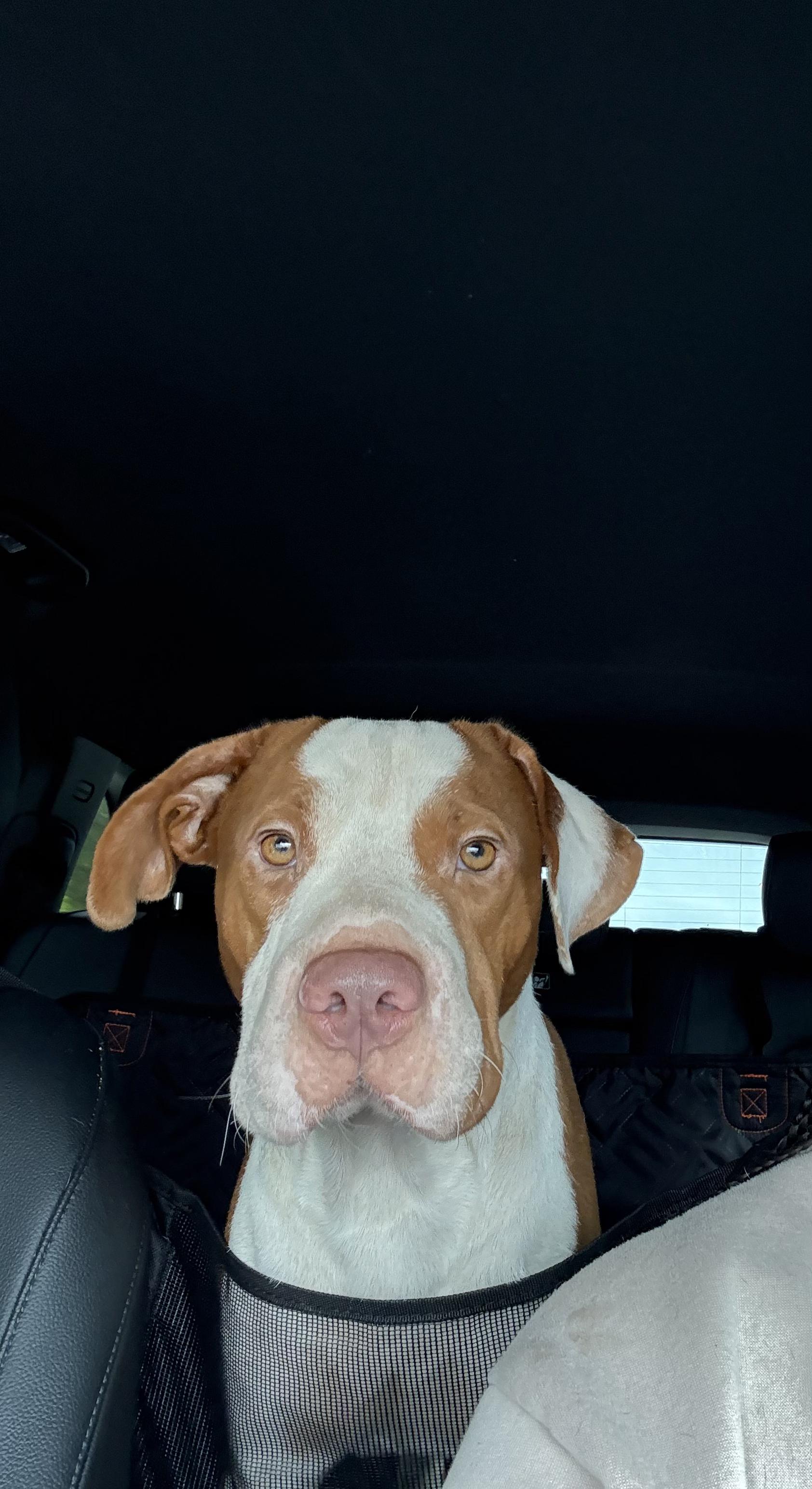 Enlarge Rocco, a Adopted Bulldog in fort lauderdale, FL image 4/4