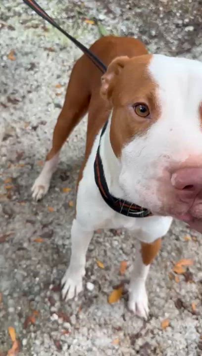 Enlarge Rocco, a Adopted Bulldog in fort lauderdale, FL video 3/4