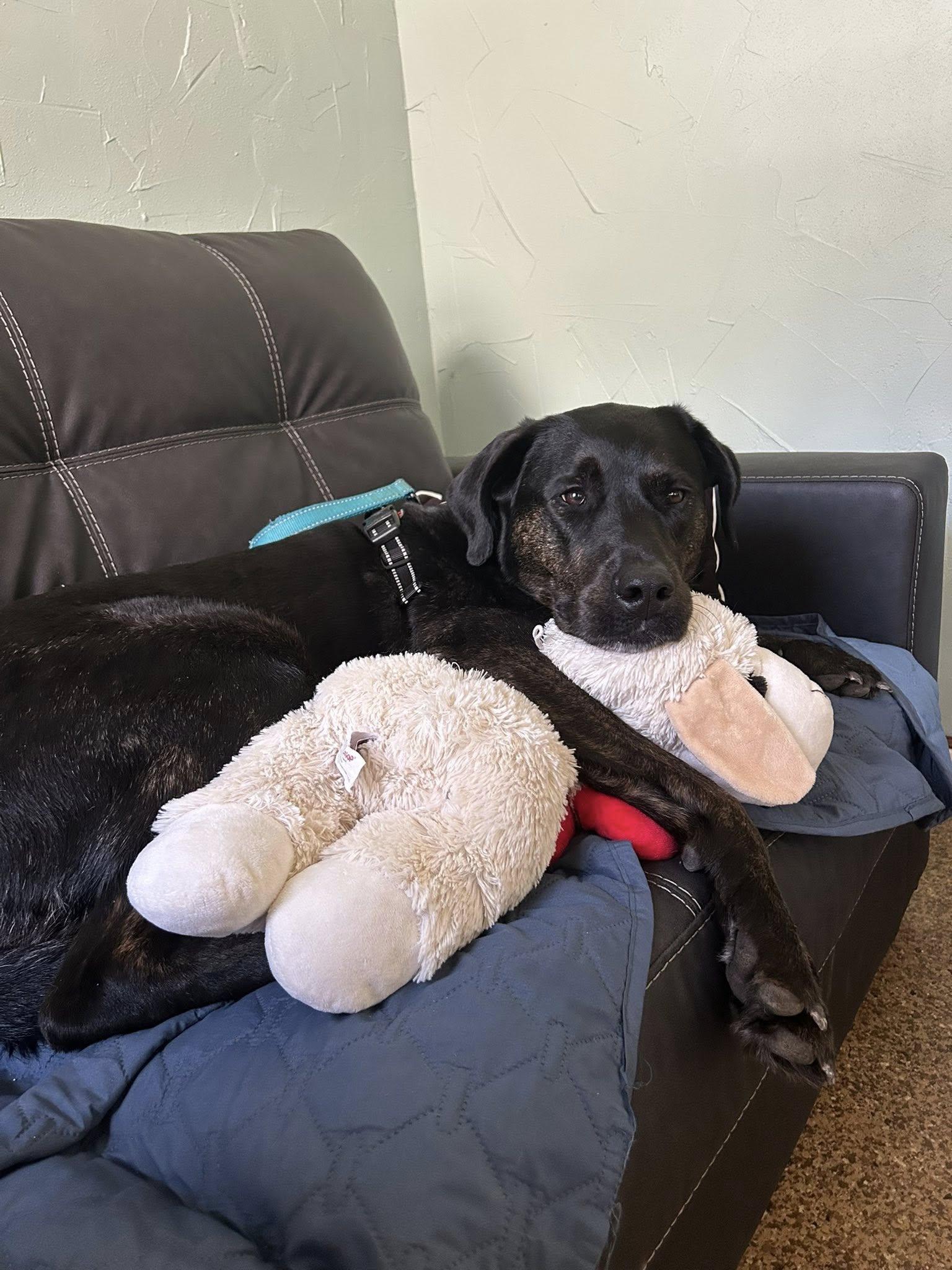 Enlarge Scooby *HERE IN NH*, a ADOPTABLE Mixed Breed in Northwood, NH image 6/6