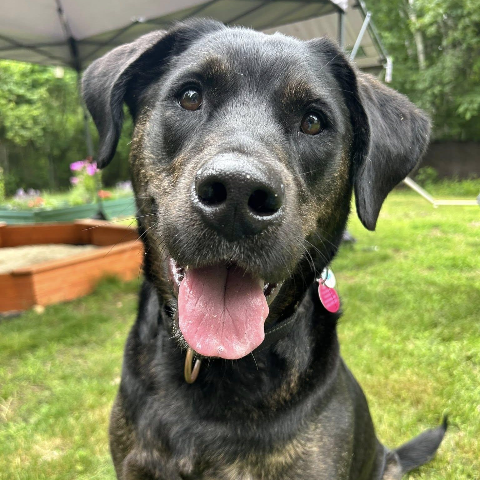 Scooby *HERE IN NH*, ADOPTABLE, Adult Male Mixed Breed.