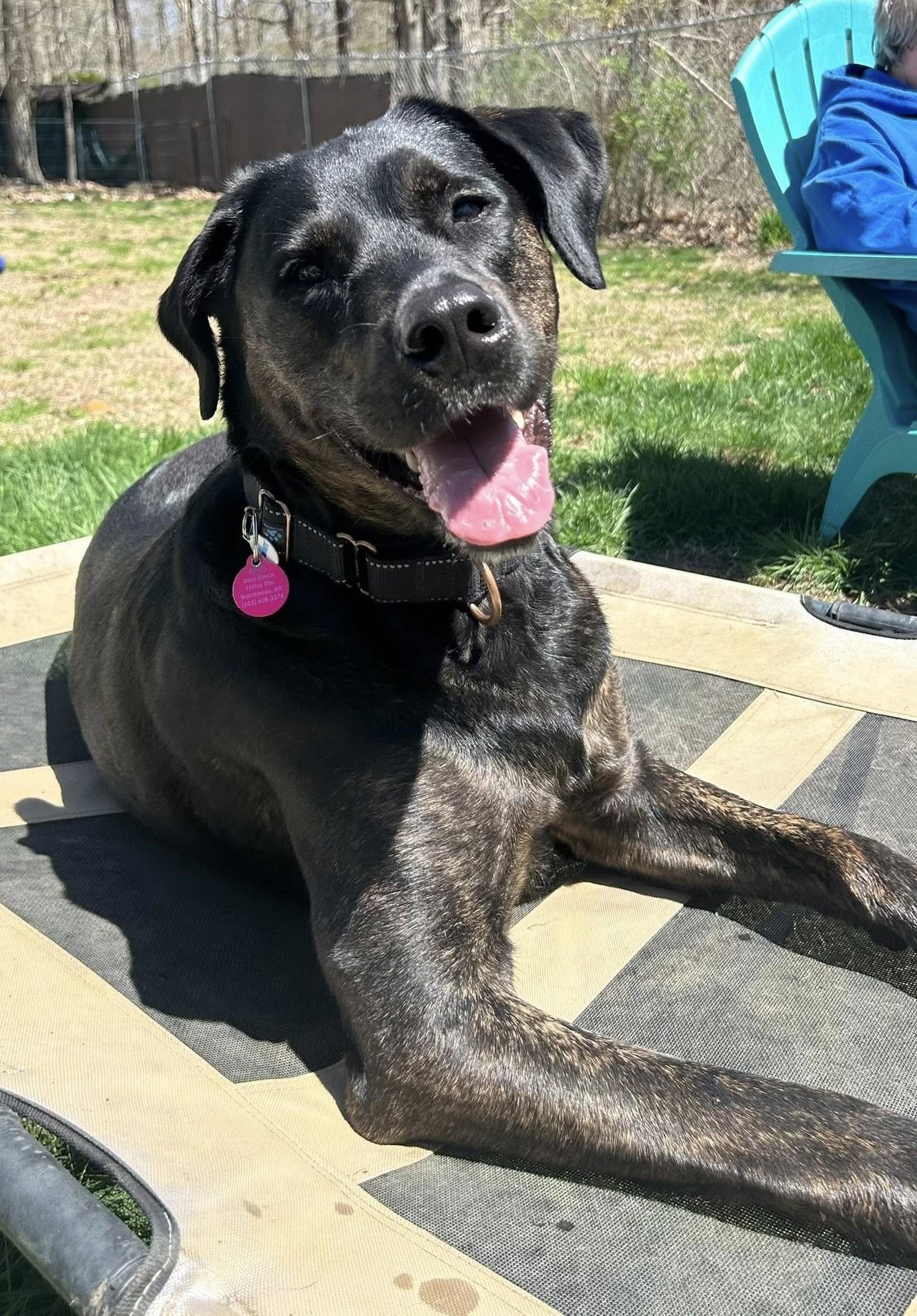 Enlarge Scooby *HERE IN NH*, a ADOPTABLE Mixed Breed in Northwood, NH image 5/6