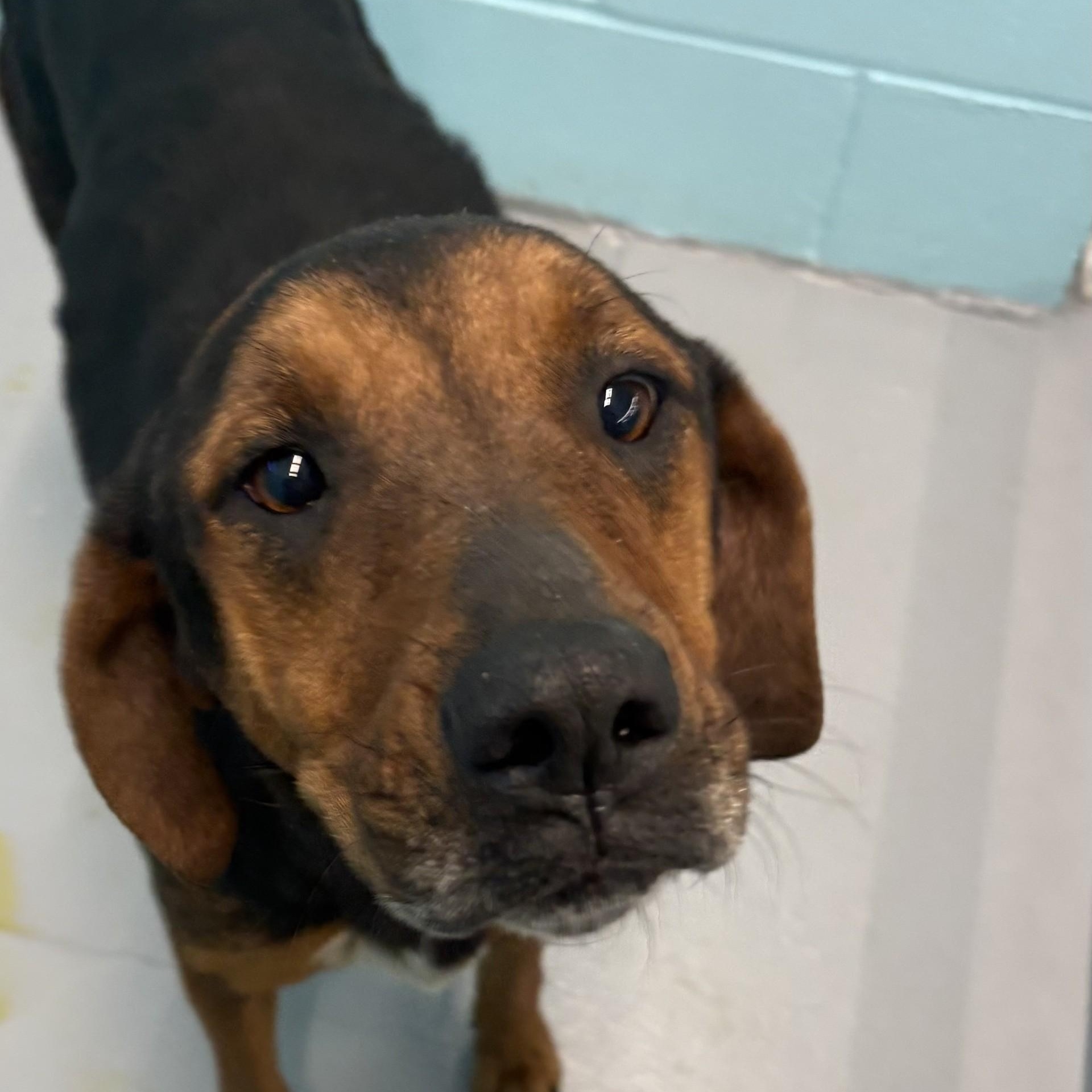 Enlarge Willow, an adoptable Hound in Elberon, VA image 1/1