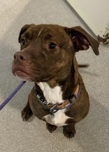 Enlarge Sky, a Adoptable American Staffordshire Terrier in Baldwin, MI image 1/1