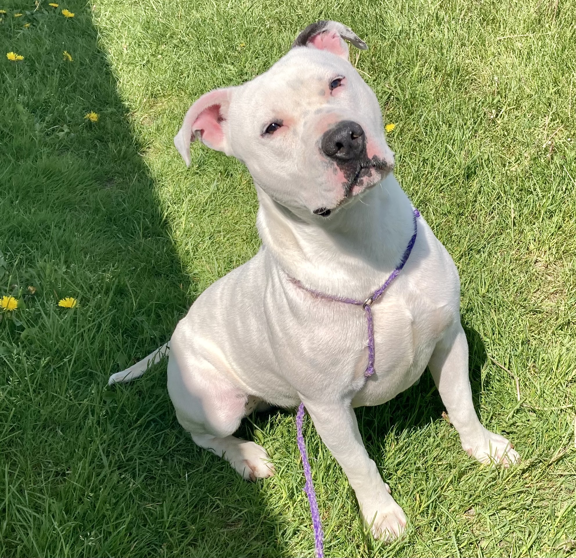 Jax, Adoptable, Adult Male Pit Bull Terrier.