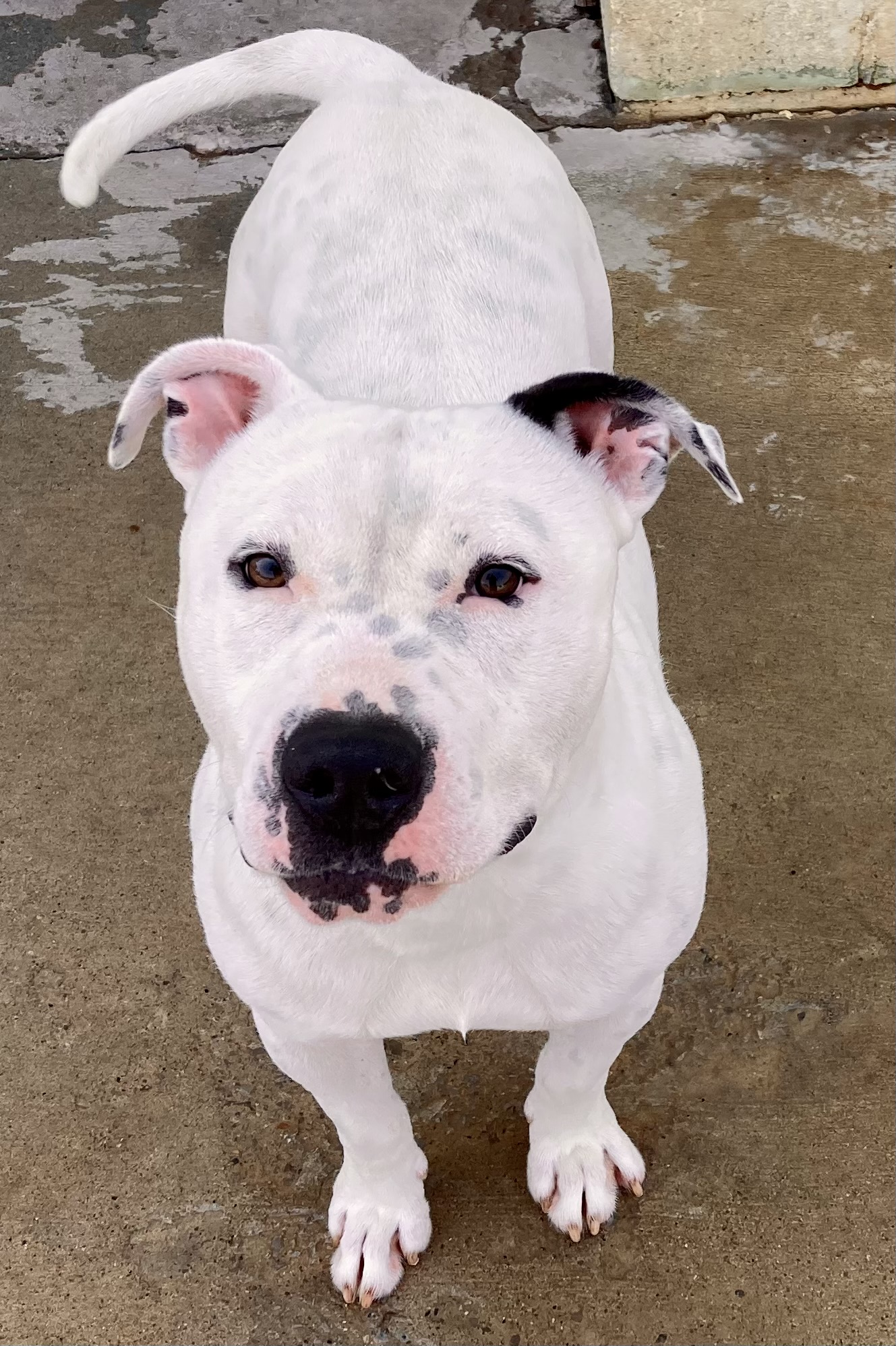 Jax, a Adoptable mixed breed image 2/3