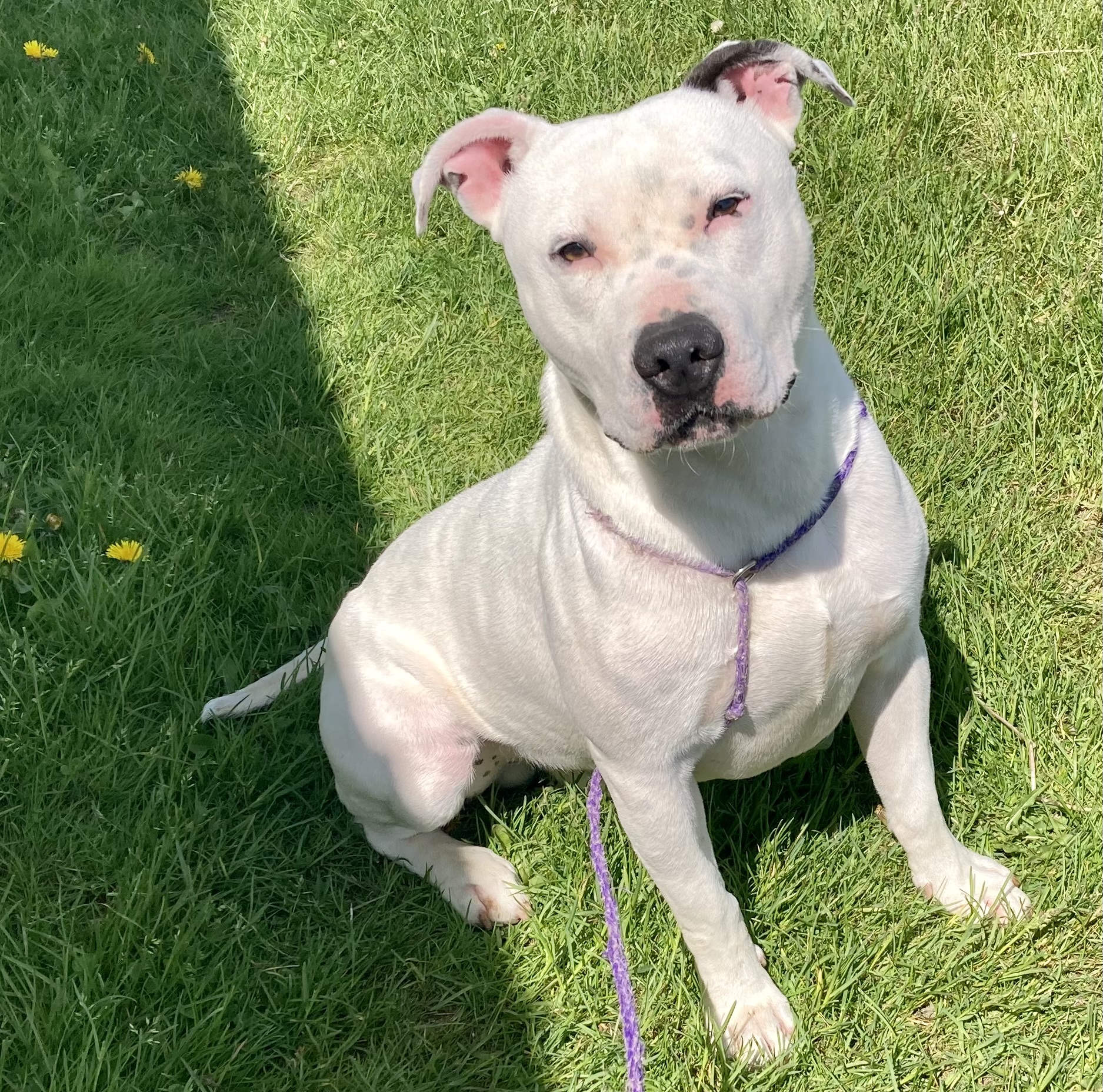 Jax, a Adoptable mixed breed image 3/3