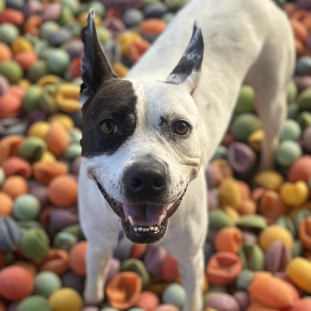 Bree, Adoptable, Adult Female Australian Cattle Dog / Blue Heeler.