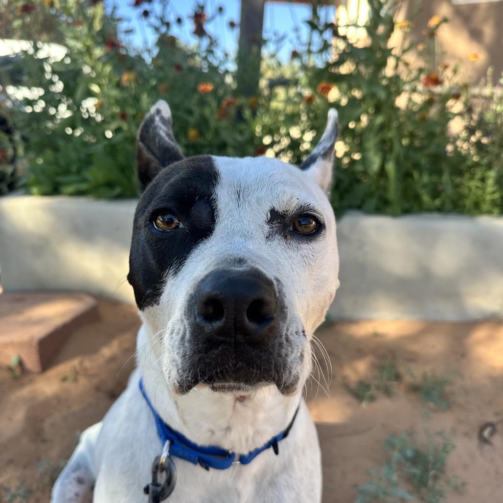 Enlarge Bree, a Adoptable mixed breed in Salt Lake City, UT image 2/6