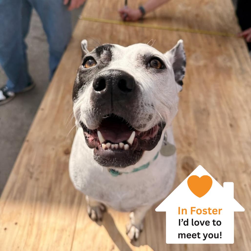 Enlarge Bree, a Adoptable mixed breed in Salt Lake City, UT image 3/6