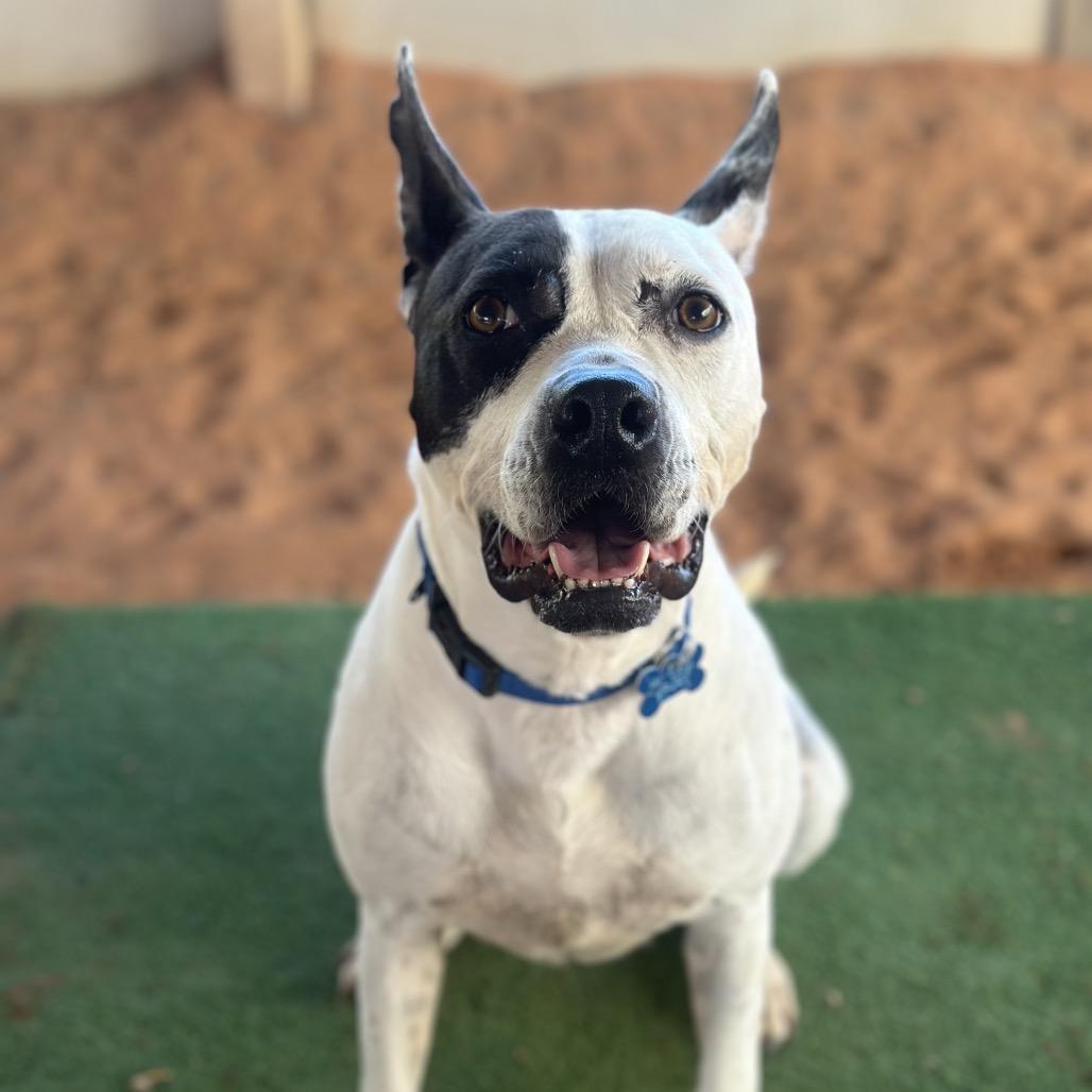 Enlarge Bree, a Adoptable mixed breed in Salt Lake City, UT image 4/6