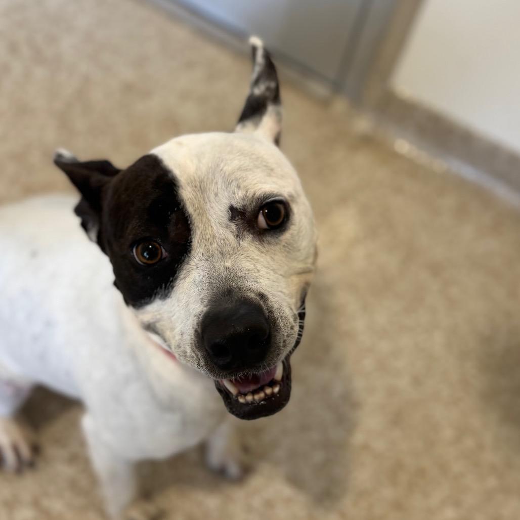 Enlarge Bree, a Adoptable mixed breed in Salt Lake City, UT image 5/6