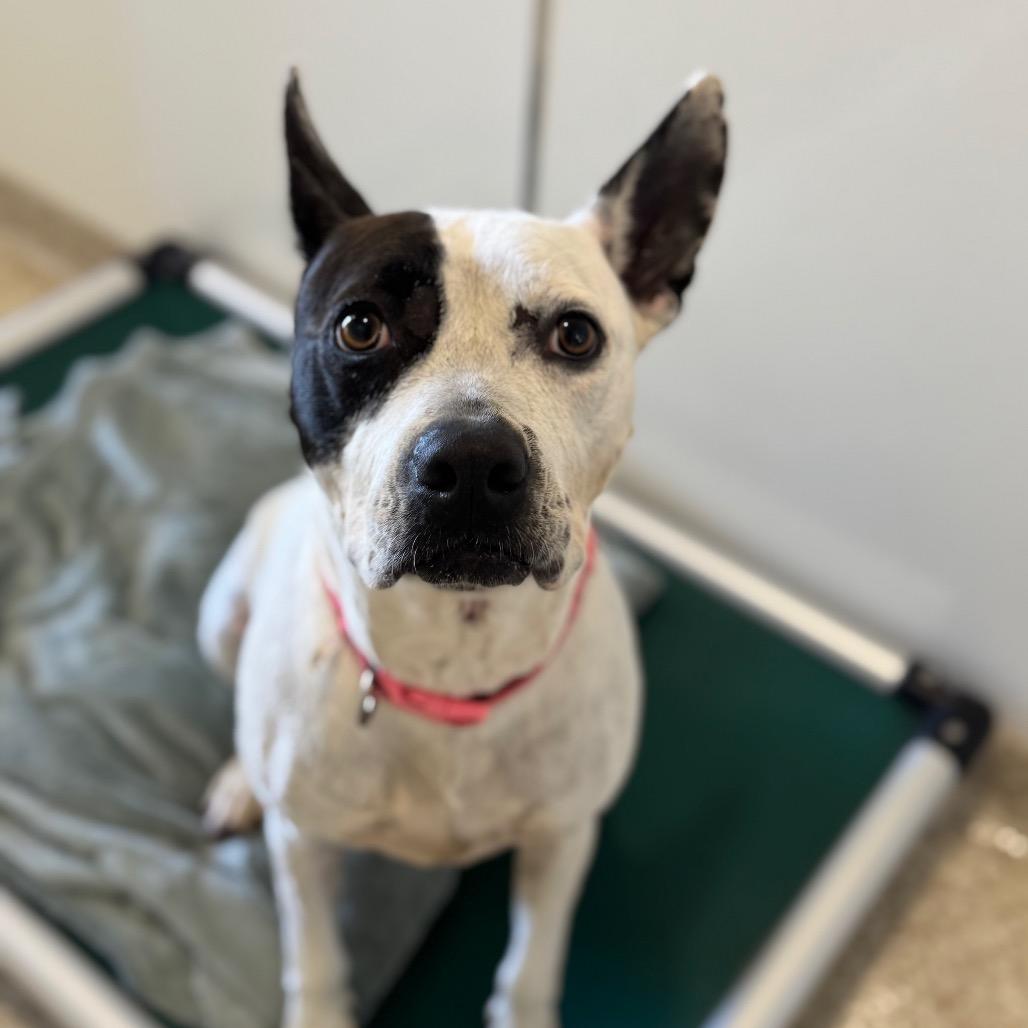 Enlarge Bree, a Adoptable mixed breed in Salt Lake City, UT image 6/6