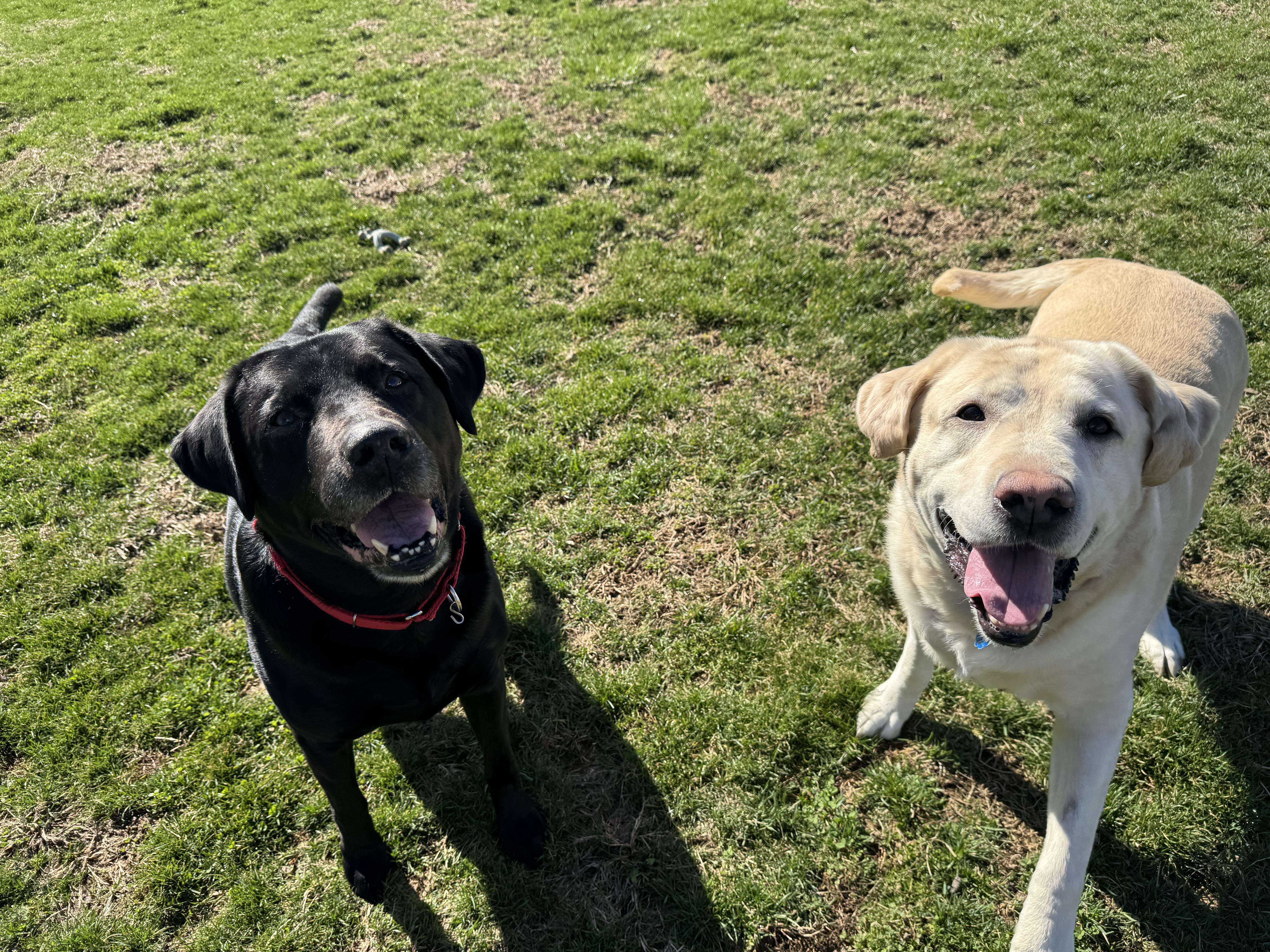 Archie and Zeke, adopted, Senior Male Labrador Retriever.