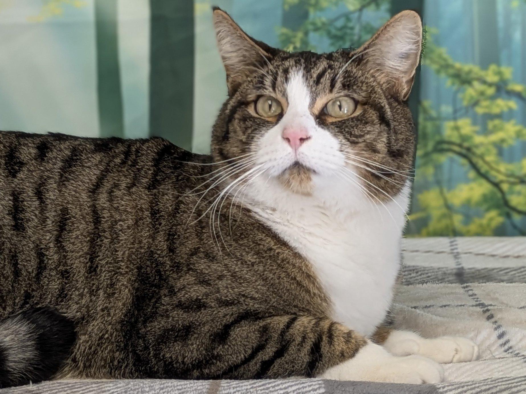 Emu, ADOPTABLE, Adult Male Tabby & Domestic Short Hair.