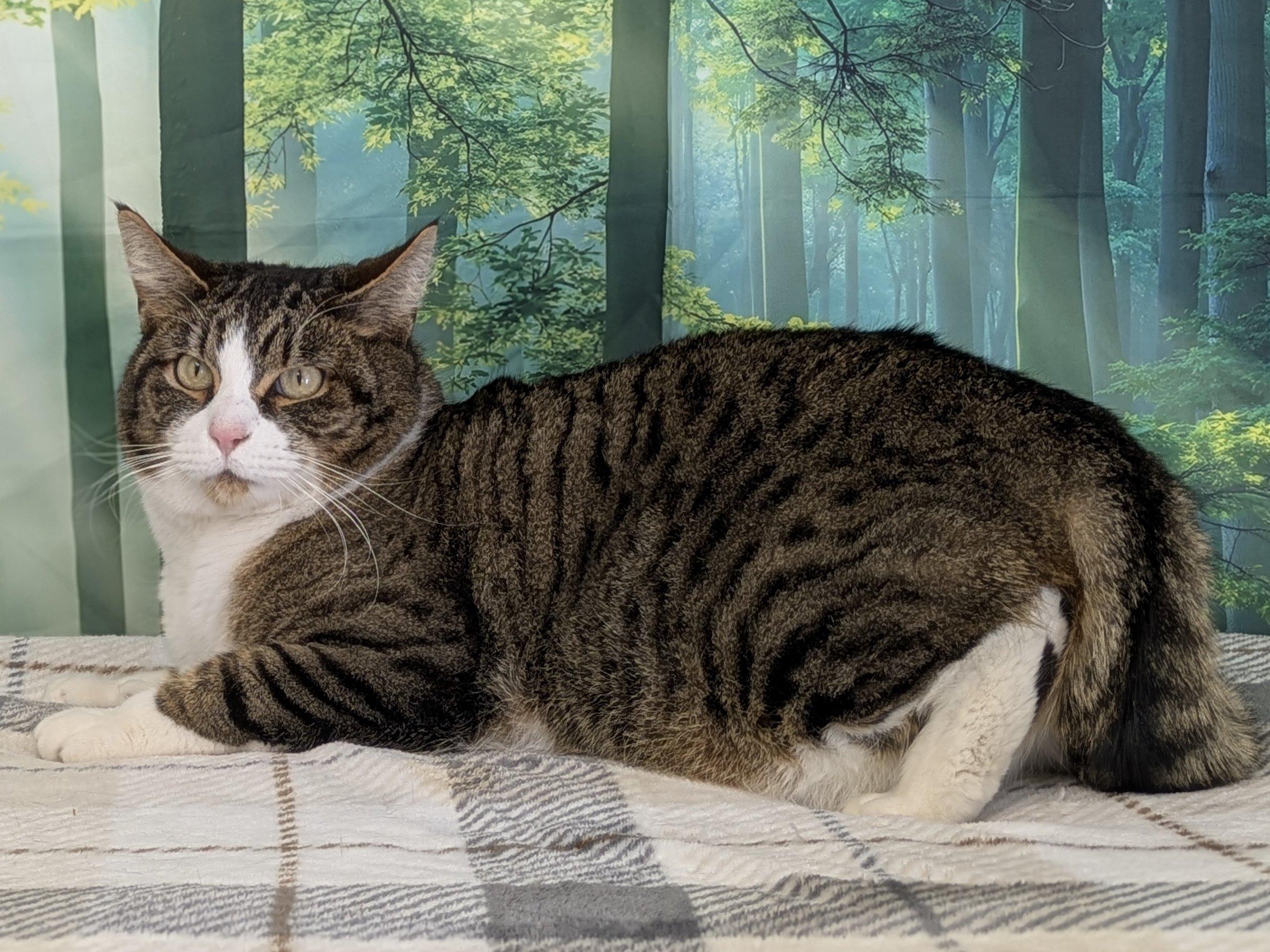 Enlarge Emu, a ADOPTABLE mixed breed in Republic, WA image 5/6