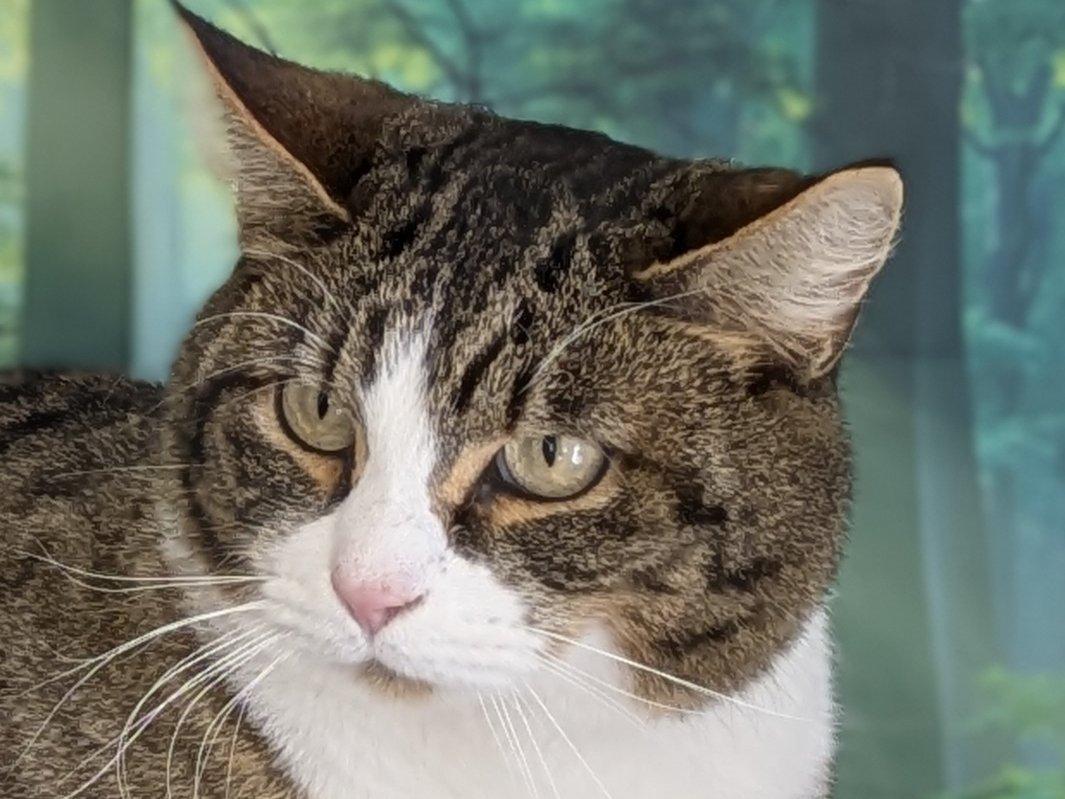 Enlarge Emu, a ADOPTABLE mixed breed in Republic, WA image 2/6