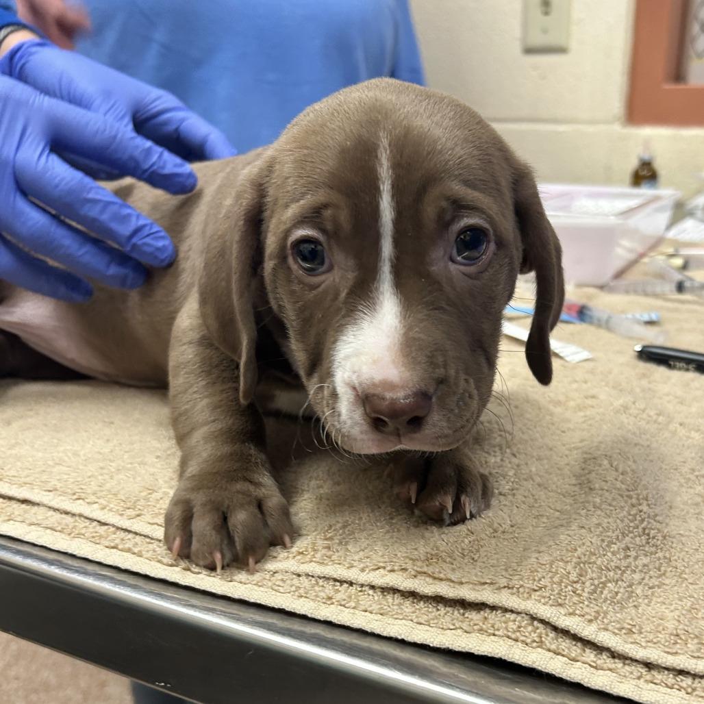 Enlarge Carol-In foster, a Adoptable mixed breed in Springfield, MA image 1/4