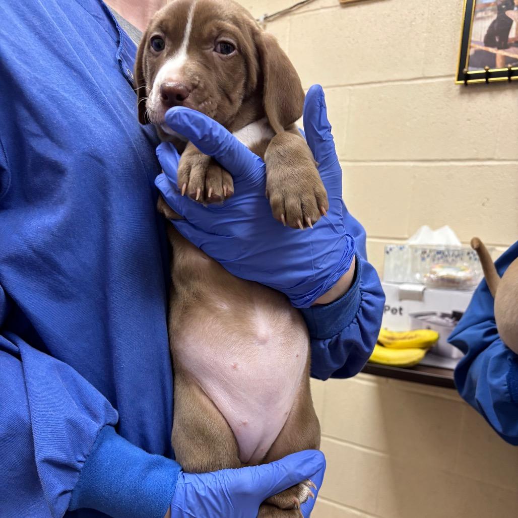 Enlarge Carol-In foster, a Adoptable mixed breed in Springfield, MA image 2/4