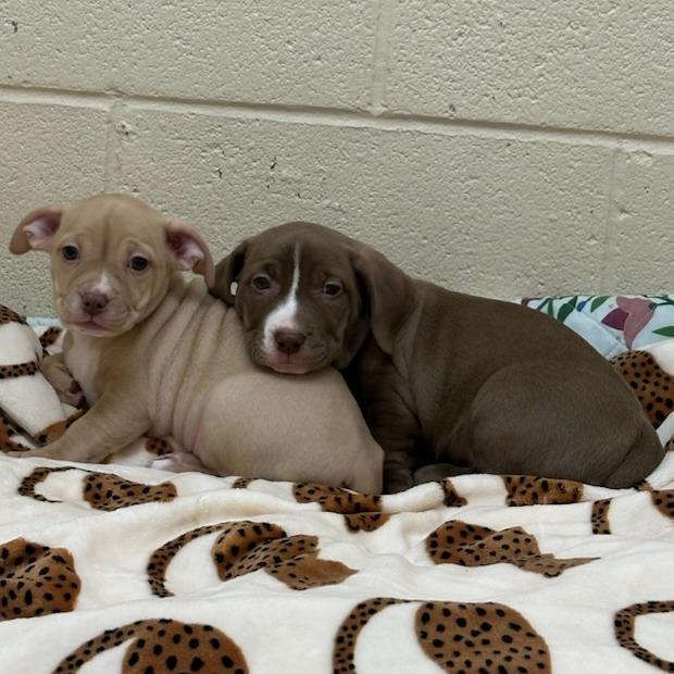 Enlarge Carol-In foster, a Adoptable mixed breed in Springfield, MA image 3/4