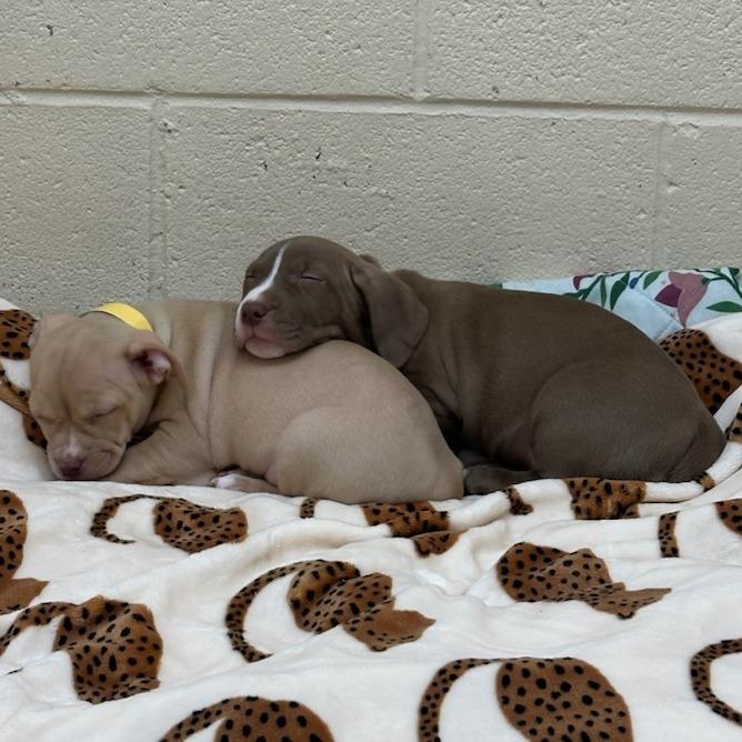 Enlarge Carol-In foster, a Adoptable mixed breed in Springfield, MA image 4/4