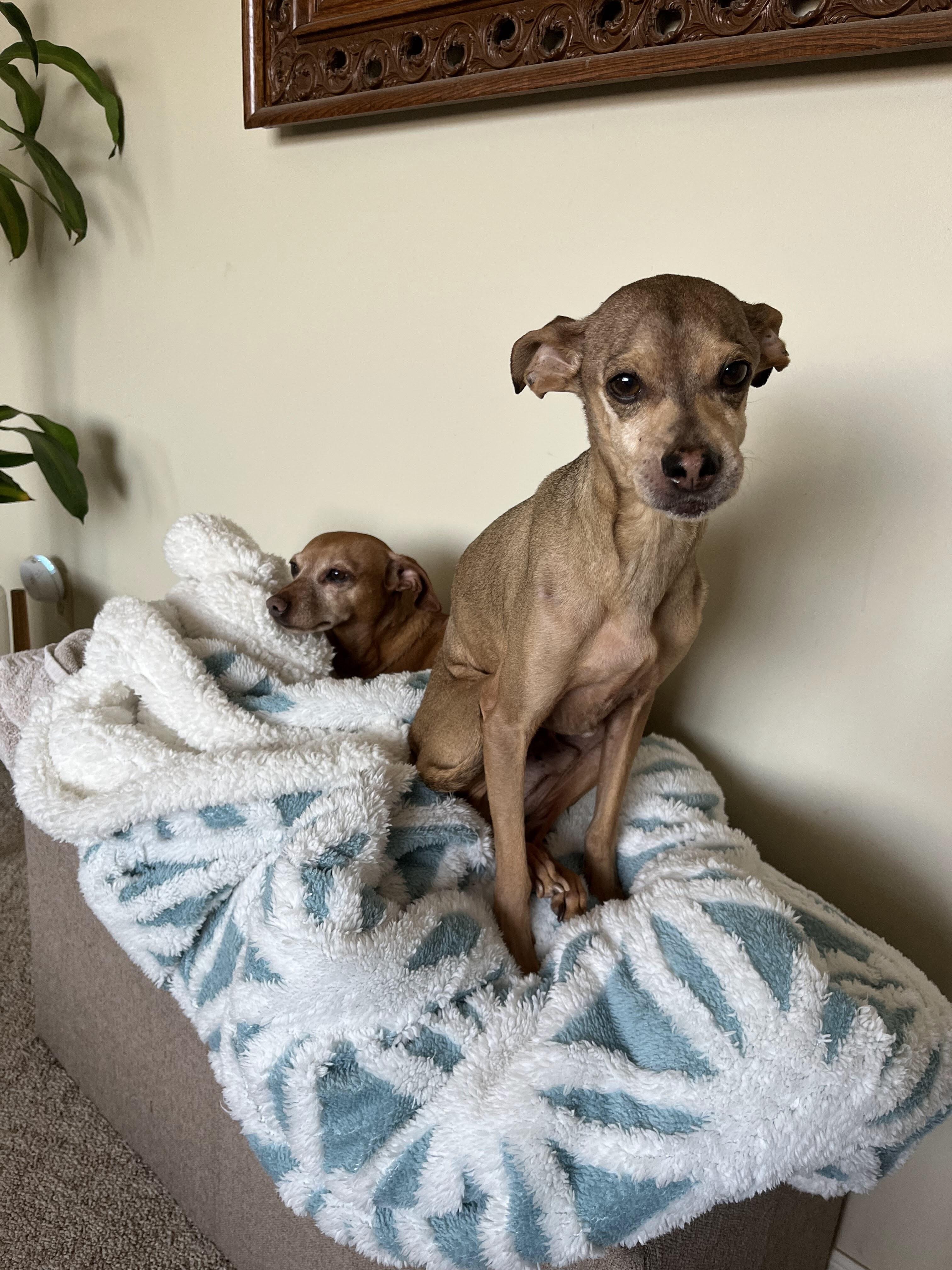 Sparky & Chloe, ADOPTABLE, Senior Male Italian Greyhound.